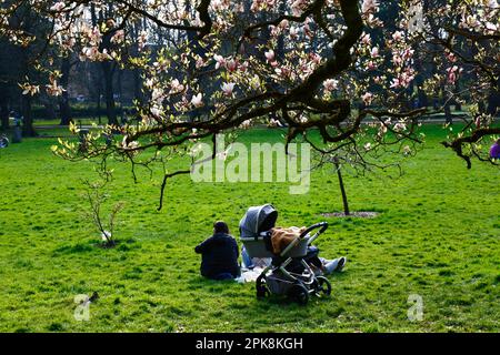 Wetter in Großbritannien 4. April 2023. Cardiff, Südwales. Im Bute Park, Cardiff, können Besucher einen sonnigen Frühlingsnachmittag neben den blühenden Magnolienbäumen genießen. Stockfoto