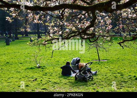 Wetter in Großbritannien 4. April 2023. Cardiff, Südwales. Im Bute Park, Cardiff, können Besucher einen sonnigen Frühlingsnachmittag neben den blühenden Magnolienbäumen genießen. Stockfoto