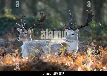 Ein Paar Damhirsche (Dama dama) im Richmond Park, London. ** Diese Inhalte werden ausschließlich von SWNS verwaltet. Zur Lizenz für redaktionelle oder c Stockfoto