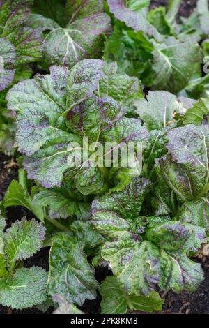 Drachenzunge Senf, Brassica juncea, Frilly, zerknitterte grüne Blätter, violette Venen, Weiße Midribs. Stockfoto