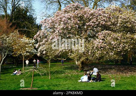 Wetter in Großbritannien 4. April 2023. Cardiff, Südwales. Im Bute Park, Cardiff, können Besucher einen sonnigen Frühlingsnachmittag neben den blühenden Magnolienbäumen genießen. Stockfoto