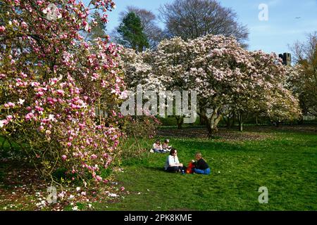 Wetter in Großbritannien 4. April 2023. Cardiff, Südwales. Im Bute Park, Cardiff, können Besucher einen sonnigen Frühlingsnachmittag neben den blühenden Magnolienbäumen genießen. Im rechten Hintergrund befindet sich einer der Türme von Cardiff Castle. Stockfoto