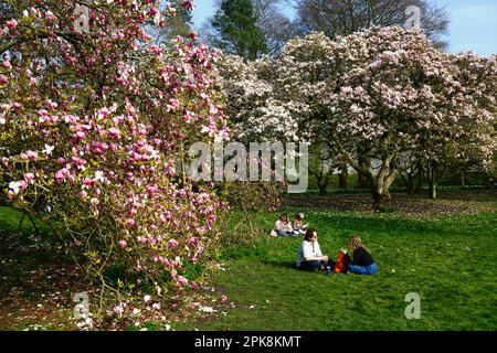 Wetter in Großbritannien 4. April 2023. Cardiff, Südwales. Im Bute Park, Cardiff, können Besucher einen sonnigen Frühlingsnachmittag neben den blühenden Magnolienbäumen genießen. Stockfoto