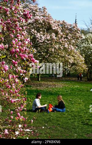 Wetter in Großbritannien 4. April 2023. Cardiff, Südwales. Im Bute Park, Cardiff, können Besucher einen sonnigen Frühlingsnachmittag neben den blühenden Magnolienbäumen genießen. Stockfoto