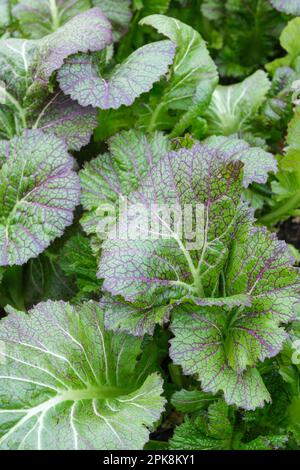 Drachenzunge Senf, Brassica juncea, Frilly, zerknitterte grüne Blätter, violette Venen, Weiße Midribs. Stockfoto