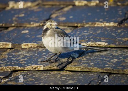 Ein Rattenschwanz (Motacilla alba) auf einem Ziegeldach im Callanish Visitor Center auf der Isle of Lewis in den Äußeren Hebriden, Schottland Stockfoto