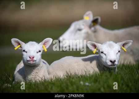 Nessmersiel, Deutschland. 06. April 2023. Schafe und Lämmer auf einem Deich in Ostfriesien. Angesichts von immer mehr von Wölfen zerrissenen Schafen entlang der Küste sehen die Jäger den Küstenschutz in Gefahr und fordern die Politiker auf, zu handeln. Die zehn Küstenjägerverbände Emden und Stade sowie die Landesjägerverbände Niedersachsen und Bremen unterzeichneten ein Positionspapier in Aurich, Ostfriesien. Kredit: Sina Schuldt/dpa/Alamy Live News Stockfoto