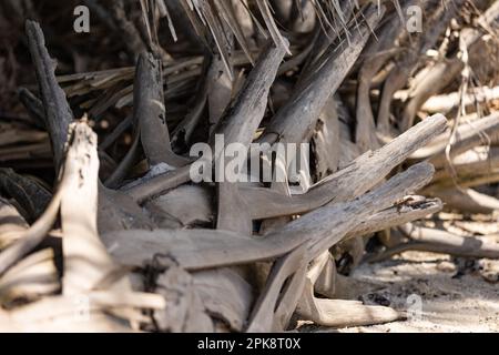 Nahaufnahme eines alten Palmenstamms ohne Blätter, grau Stockfoto