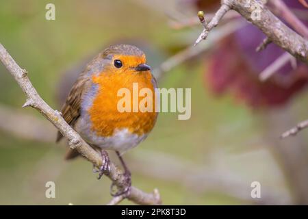 Detaillierte Vorderansicht Nahaufnahme eines wilden, britischen Rotluchs (Erithacus rubecula), der im Freien in einem natürlichen Lebensraum isoliert ist und im Frühling auf einem Ast sitzt. Stockfoto