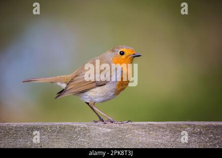 Detaillierte Nahaufnahme eines wilden, britischen Rotvogel (Erithacus rubecula), der im Freien isoliert in einem natürlichen Gartenlebensraum auf einem Holzzaun steht. Stockfoto