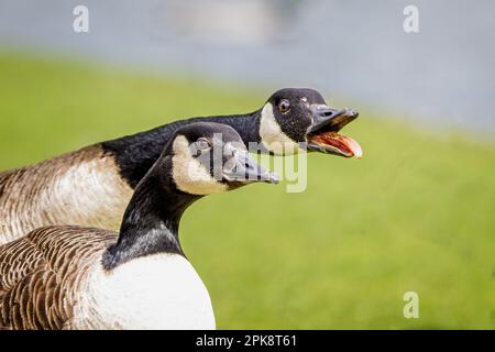 Nahaufnahme der Köpfe von zwei kanadischen Gänsen, die aggressiv hupen, mit offenem Schnabel und Zunge und Zähnen. Stockfoto