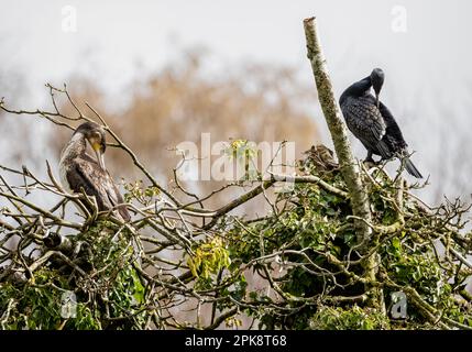 Nahaufnahme eines Paares Kormorane, eines Erwachsenen und eines Jugendlichen, die ihre Federn auf einem Baum präparieren Stockfoto