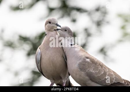 Ein Paar eurasische Halsentaube oder Streptopelia Decaocto, verliebt im grünen Hintergrund, hallo Frühling Stockfoto