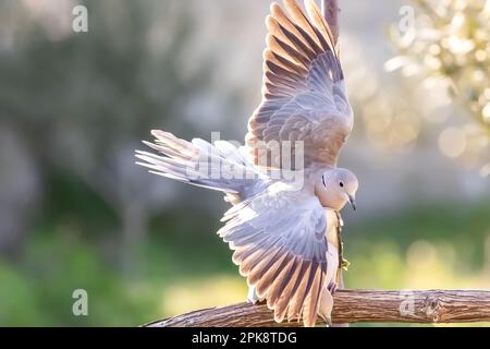 Ein Paar eurasische Halsentaube oder Streptopelia Decaocto, verliebt im grünen Hintergrund, hallo Frühling Stockfoto