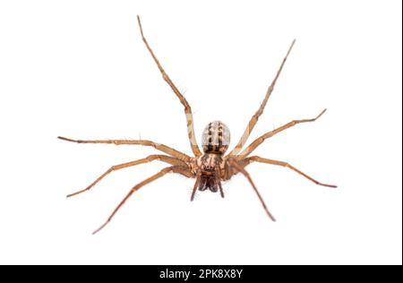 Europäische Riesenhausspinne Eratigena (ehemals Tegenaria) Atrium, isoliert auf weißem Hintergrund Stockfoto