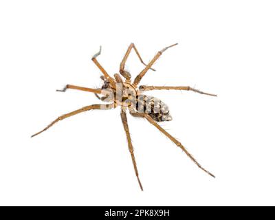 Europäische Riesenhausspinne Eratigena (ehemals Tegenaria) Atrium, isoliert auf weißem Hintergrund Stockfoto