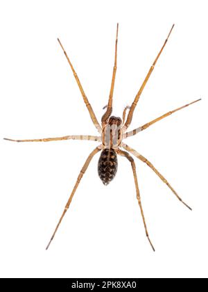 Europäische Riesenhausspinne Eratigena (ehemals Tegenaria) Atrium, isoliert auf weißem Hintergrund Stockfoto