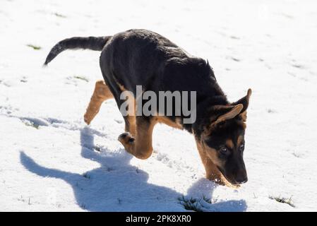 Deutscher Schäferhund genießt seine erste Schneeerfahrung auf einem Feld in hellem Sonnenschein Stockfoto