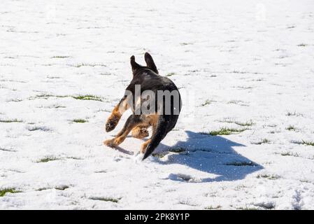 Deutscher Schäferhund genießt seine erste Schneeerfahrung auf einem Feld in hellem Sonnenschein Stockfoto