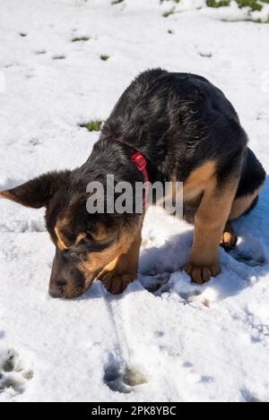 Deutscher Schäferhund genießt seine erste Schneeerfahrung auf einem Feld in hellem Sonnenschein Stockfoto