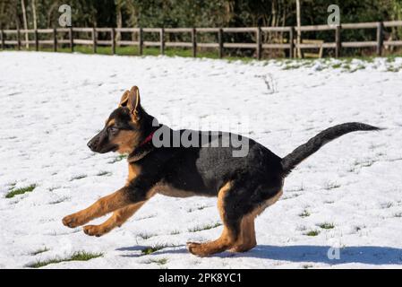 Deutscher Schäferhund genießt seine erste Schneeerfahrung auf einem Feld in hellem Sonnenschein Stockfoto