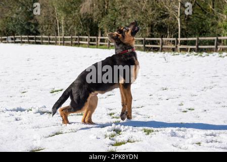 Deutscher Schäferhund genießt seine erste Schneeerfahrung auf einem Feld in hellem Sonnenschein Stockfoto