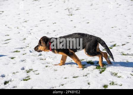 Deutscher Schäferhund genießt seine erste Schneeerfahrung auf einem Feld in hellem Sonnenschein Stockfoto