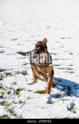 Deutscher Schäferhund genießt seine erste Schneeerfahrung auf einem Feld in hellem Sonnenschein Stockfoto