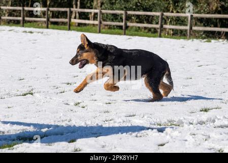 Deutscher Schäferhund genießt seine erste Schneeerfahrung auf einem Feld in hellem Sonnenschein Stockfoto