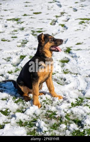 Deutscher Schäferhund genießt seine erste Schneeerfahrung auf einem Feld in hellem Sonnenschein Stockfoto