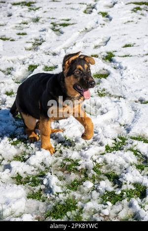 Deutscher Schäferhund genießt seine erste Schneeerfahrung auf einem Feld in hellem Sonnenschein Stockfoto