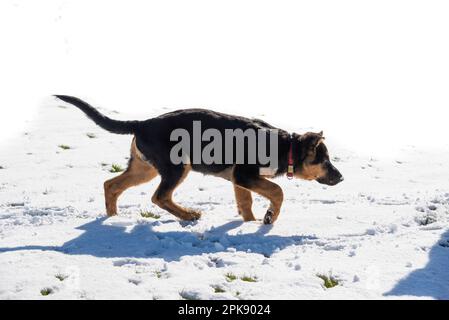 Deutscher Schäferhund genießt seine erste Schneeerfahrung auf einem Feld in hellem Sonnenschein Stockfoto