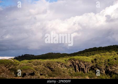 Berg mit Kiefern und Himmel mit Wolken vor einem Sturm an der Costa Brava in Katalonien in Spanien Stockfoto