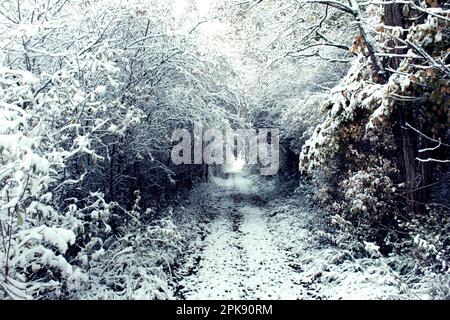 Ländlicher Weg durch einen Tunnel schneebedeckter Zweige in einem deutschen Wald Stockfoto