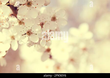 Nahaufnahme eines Astes mit blühenden Blüten des Rotdorns Prunus spinosa Stockfoto