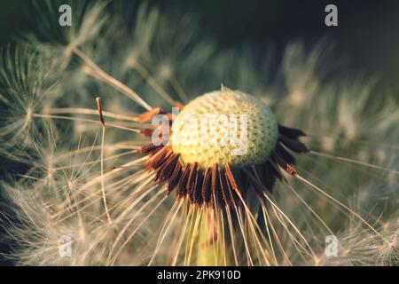 Nahaufnahme der farbigen Löwenzahnuhr Taraxacum nach Blüte im Herbst Stockfoto