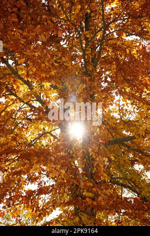 Buchenbaum mit verfärbten Blättern im Herbst Stockfoto