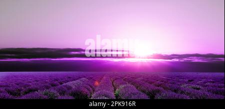 Lavendel Feld bei Sonnenuntergang Stockfoto