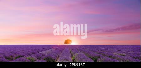 Lavendel Feld bei Sonnenuntergang Stockfoto