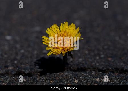 Im Frühling wächst die offene Löwenzahnblüte aus einem Riss einer gebrochenen Straße, mit geringer Feldtiefe Stockfoto