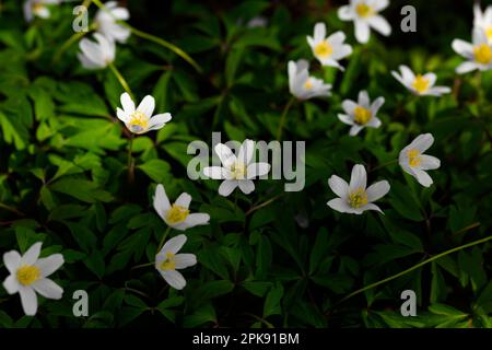 Blühende Holzanemonen im Wald im Frühjahr Stockfoto