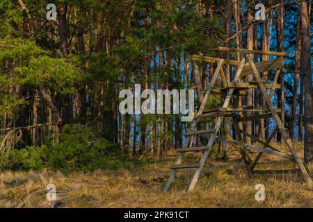 Hoher Sitz für einen Holzjäger am Rande eines Pinienwaldes Stockfoto
