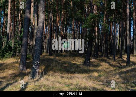 Kleiner versteckter Steg für einen Jäger in einem Wald Stockfoto