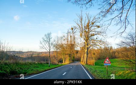 Bäume mit Mistelzweigen entlang einer Straße in den Ardennen, Belgien Stockfoto