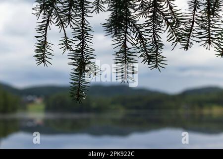 Tannenzweig mit Wassertropfen auf Nadeln nach einem Regenschauer an einem schwedischen See Stockfoto