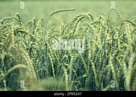 Nahaufnahme isolierter Maisähren in einem reifen Dinkelfeld vor der Ernte Stockfoto