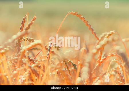 Nahaufnahme isolierter Maisähren in einem reifen Dinkelfeld vor der Ernte Stockfoto