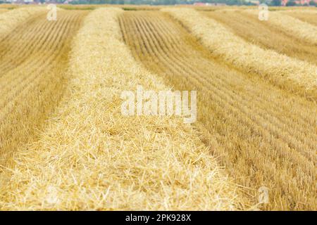 Verlieren Sie nach der Ernte Stroh, das in Reihen auf dem Boden des Maisfeldes liegt Stockfoto