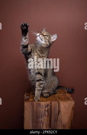 Die Katze spielt, hebt die Pfote auf braunem Hintergrund mit Platz zum Kopieren Stockfoto