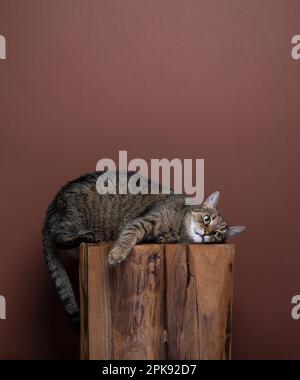 Die faule Katze liegt auf der Seite und entspannt sich auf einem Holzhocker in einer lustigen Position auf braunem Hintergrund mit Kopierbereich Stockfoto